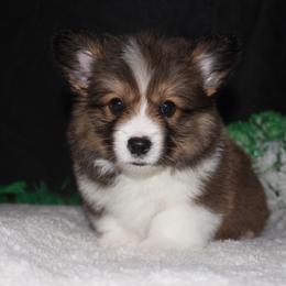 Milky way - Sable male Pembroke Welsh Corgi puppy in Washington from Castle View Royal Rumps