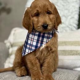 Sneezy- Gray - Apricot male Goldendoodle puppy in Bay City, Texas from Charming Doods Goldendoodles