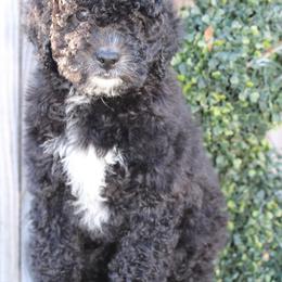 Female 2 - Black and white female Aussiedoodle puppy in Mississippi from Ewing Acres