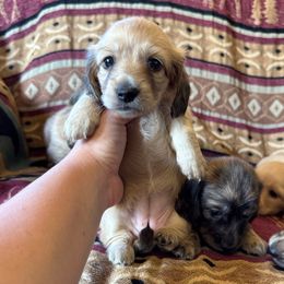 Girl 3 - Cream female Dachshund puppy in Wichita, Kansas from Rustic Dachshunds