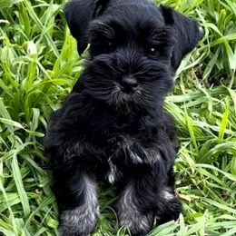 Miniature Schnauzers from Royalty & Pomp Miniature Schnauzers of Brunnway