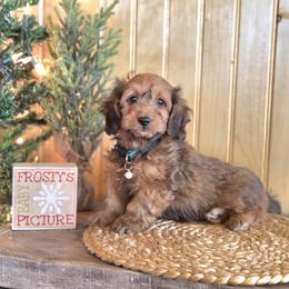 F1B Meet - Sable male Cavapoo puppy in Centerville, Iowa from Barnyard Dachshunds, Dals & Doodles