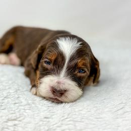 Brew - Tri-color male Bernedoodle puppy in Fleming, Colorado from Vandenbark Doodles