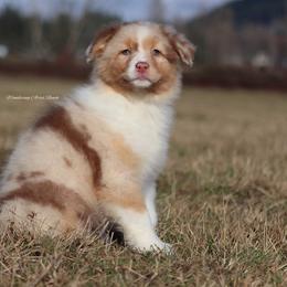 Rmf1 - Red merle Australian Shepherd puppy in Chehalis, Washington from Wandering Acres Ranch
