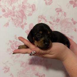 Woody - Black and tan male Dachshund puppy in Weatherford, Texas from Darling Doxies