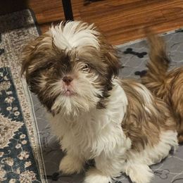 Star - Sable and white female Shih Tzu puppy in Victorville, California from RUMBLE n TUMBLE