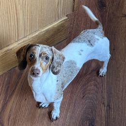 Lucy - Dachshund