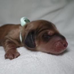 Phoenix - Red female Dachshund puppy in Texarkana, Texas from Lolo&CoDachshunds