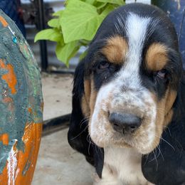 Fred- Male - Basset Hound puppy from Savage Sisters Basset Hounds
