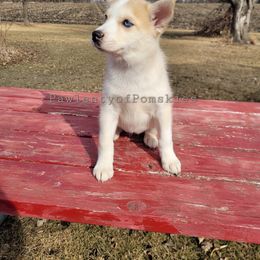 Pomsky Puppies from Paw-lenty of Pomskies
