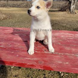 Pomsky Puppies from Paw-lenty of Pomskies