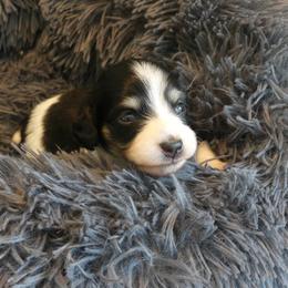 AKC Black Piebald Boy - Piebald male Dachshund puppy in Plant City, Florida from Oakley's Dachshund Ranch
