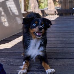 Kodi - Toy Australian Shepherd