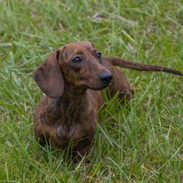 Piggy - Dachshund