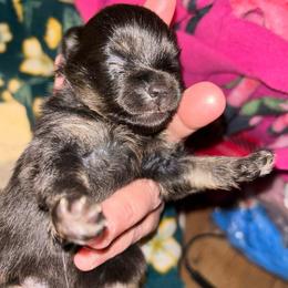 Molly - Black and tan female Pomeranian puppy in Zavalla, Texas from Precious Puff Poms