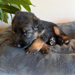 Boe - Black and red male German Shepherd puppy in Big Rapids, Michigan from Misty Hills German Shepherds