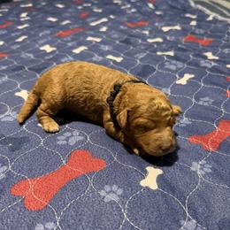 Black collar (Yang) - Red  male Goldendoodle puppy in Landis, North Carolina from Shelbys Doodle Farm
