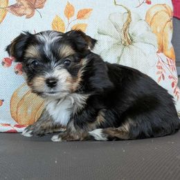 Keller 1700 - Parti male Yorkshire Terrier puppy in Sonora, Kentucky from Maple Hill Miniature Dachshunds