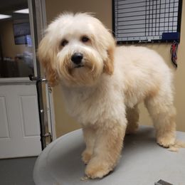 Holli - Goldendoodle