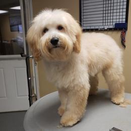 Holli - Goldendoodle