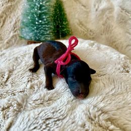 Eileen - Brown female Poodle puppy in Utica, Ohio from Poodle Me Crazy