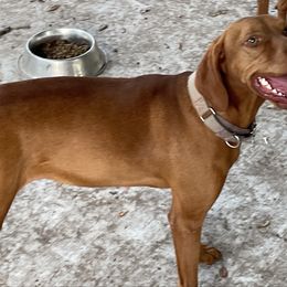 Violet - Vizsla