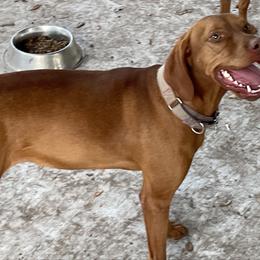 Violet - Vizsla