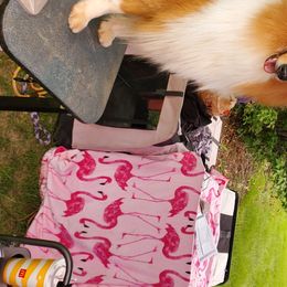 Collies and Poodles from Los Arteagas Collies & Standard Poodles
