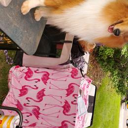 Collies and Poodles from Los Arteagas Collies & Standard Poodles