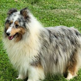 Crystal - Shetland Sheepdog