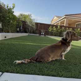 Mave - Dachshund