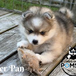 Petter Pan - Silver and white male Pomsky puppy in Eastman, Georgia from Once Upon A Pomsky