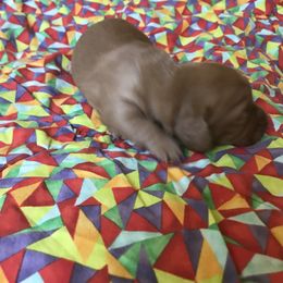 Chadwick - Red Dachshund puppy in Great Bend, Pennsylvania from Dashing Doxies