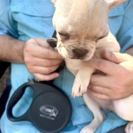 French Bulldog Puppies from Southern Mississippi Frenchies