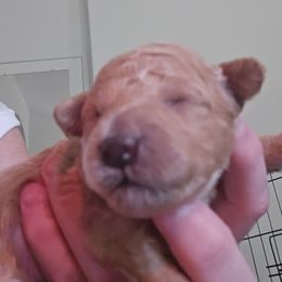 Max - Apricot male Assorted Doodle Crosses puppy in Yucaipa, California from Mini Doodle Dandies