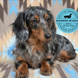Bryar - Dachshund