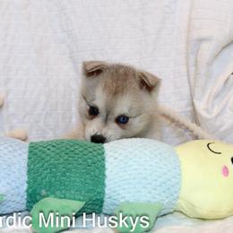 Girl 3 - Gray and white female Alaskan Klee Kai puppy in Klamath Falls, Oregon from Nordic Mini Huskys