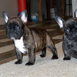 Bullmastiff and French Bulldog Puppies from Circle J Ranch