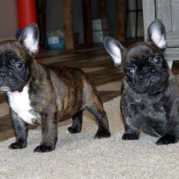 Bullmastiff and French Bulldog Puppies from Circle J Ranch
