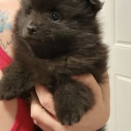 Pomeranian Puppies from KB Pom Pups