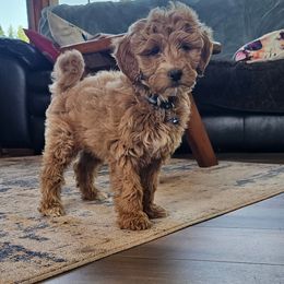 Pippin - Cream male Goldendoodle puppy in Deer Park, Washington from Doodle Paw Ranch