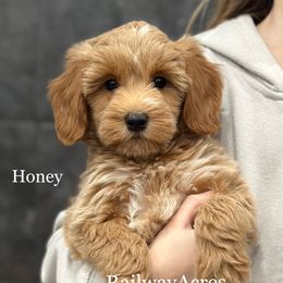 Honey - Apricot female Goldendoodle puppy in Milford, Indiana from Railway Acres Kennel