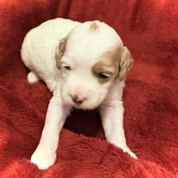 Snow White - Parti female Goldendoodle puppy in Bradenton, Florida from Christianna’s Mini Goldendoodles