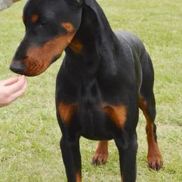 Doberman Pinschers from DIAMOND RIDGE DOBERMANS