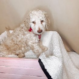 Donner - Cream Goldendoodle puppy in Barnesville, Georgia from Sweet Peach Doodles
