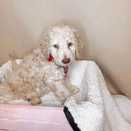 Donner - Cream Goldendoodle puppy in Barnesville, Georgia from Sweet Peach Doodles