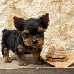 Ty TEACUP - Blue and gold male Yorkshire Terrier puppy in Monticello, Iowa from Ashley’s Puppies