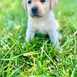 Girl 3 - Yellow Labrador Retriever puppy in Waxhaw, North Carolina from Blacks Run Retrievers