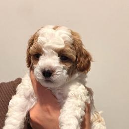 Maui - Red male Cavapoo puppy in South Jordan, Utah from Wasatch Pup
