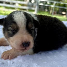 Rocky - Black tri-color male Australian Shepherd puppy in Bunnell, Florida from Royal Biewer and Royal Aussies
